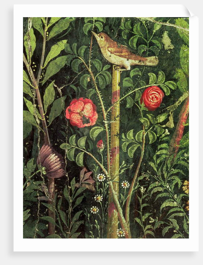 Wall painting of a bird in a garden, Pompeii, 1st century AD by Anonymous