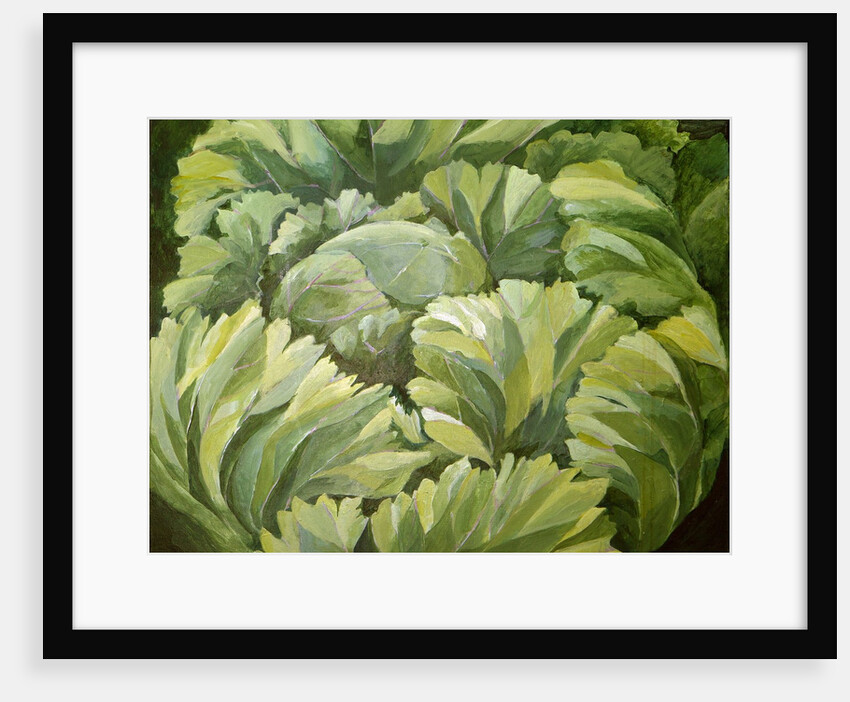 Cabbage, 2013 by Jennifer Abbott
