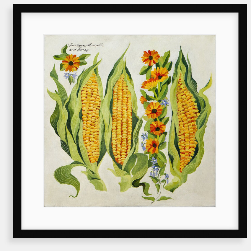 Corn and marrow flowers, 2014 by Jennifer Abbott