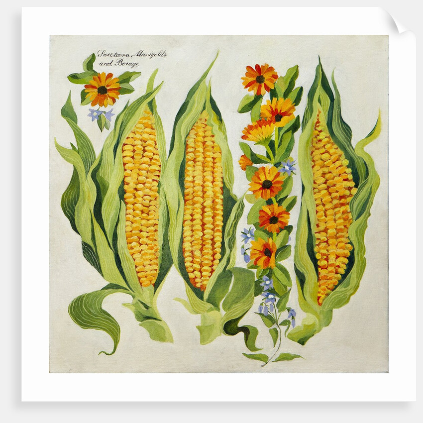 Corn and marrow flowers, 2014 by Jennifer Abbott