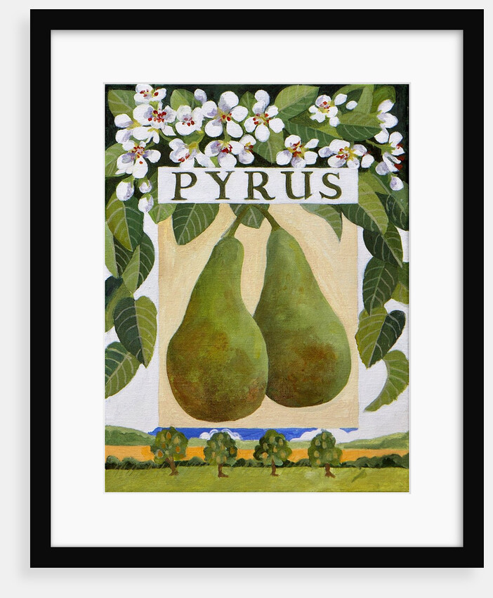 Pyrus, 2014 by Jennifer Abbott