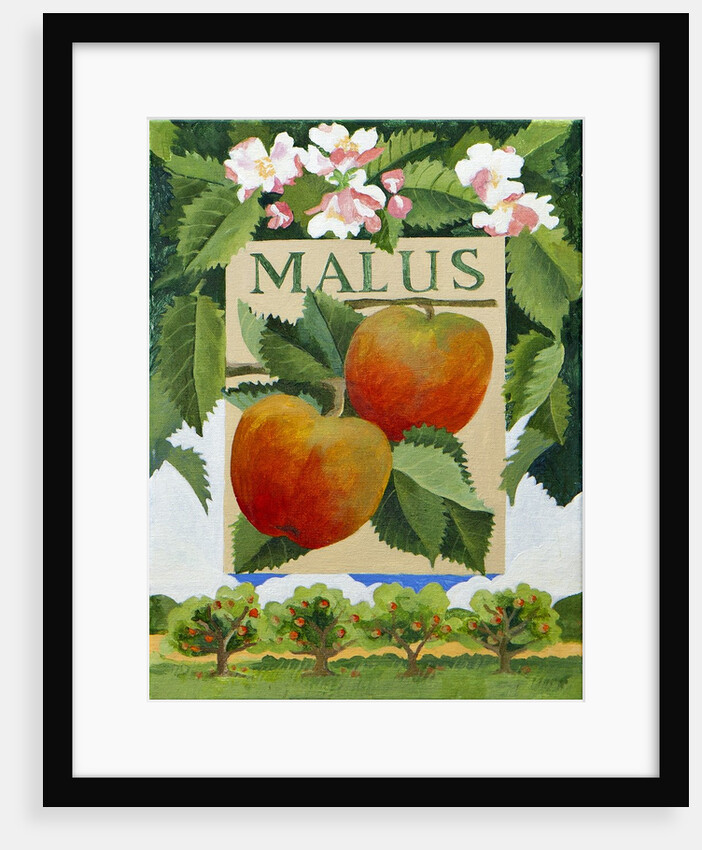 Malus, 2014 by Jennifer Abbott