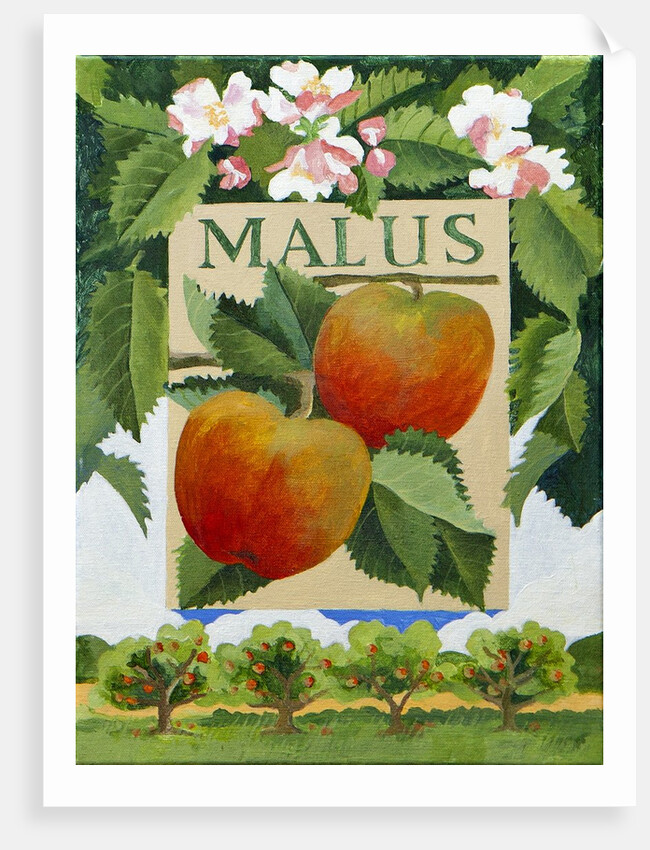 Malus, 2014 by Jennifer Abbott