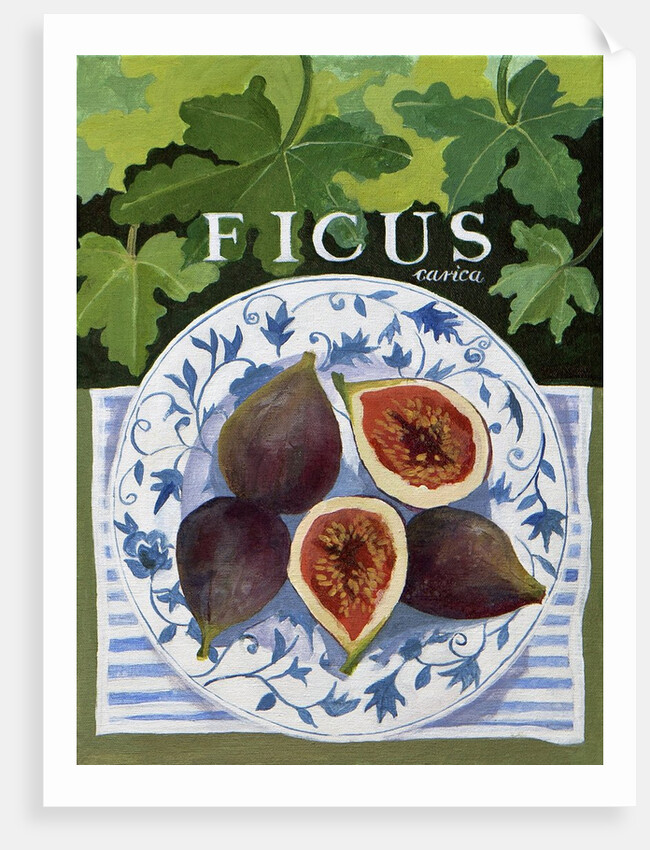 Fieus, 2014 by Jennifer Abbott