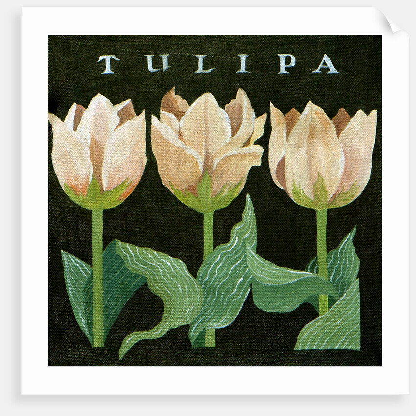 Tulips, 2013 by Jennifer Abbott