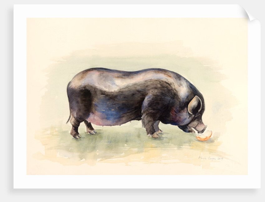 Italian Black Pig , 2014 by Alison Cooper