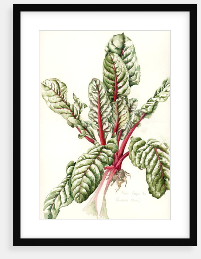 Rhubarb Chard, 1992 by Alison Cooper