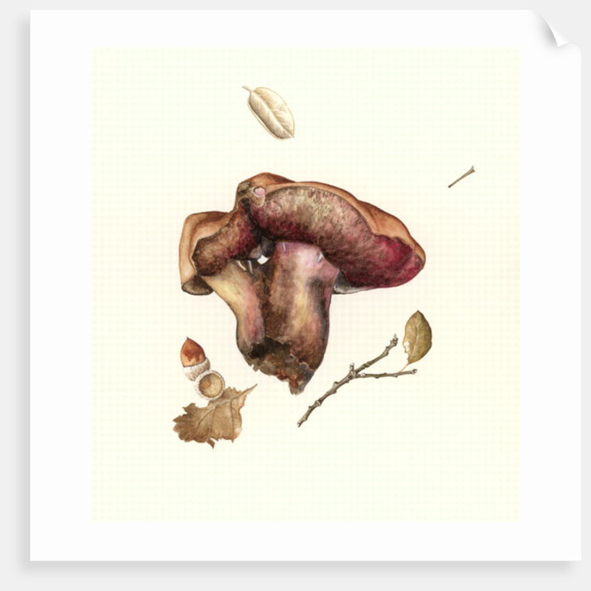 Fungus, 2003 by Alison Cooper