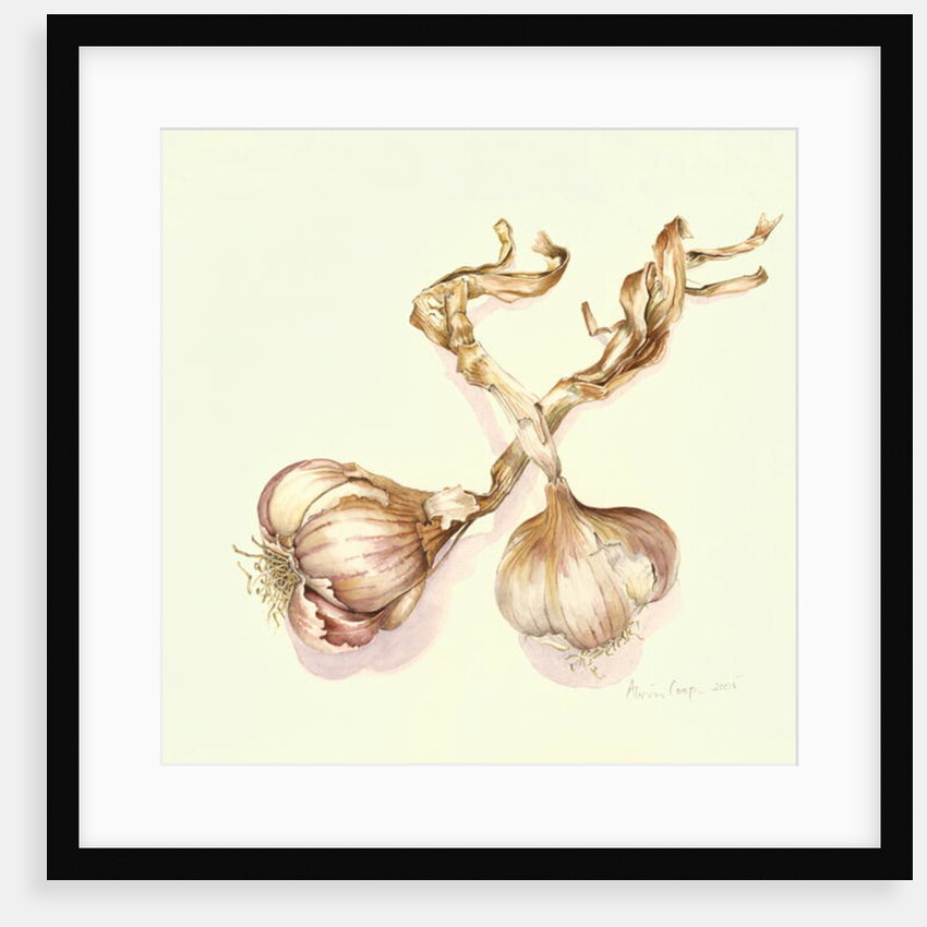 Garlic bulbs, 2005 by Alison Cooper