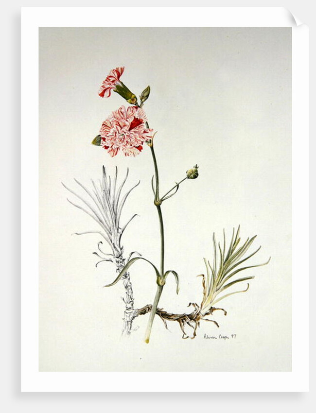 Old Variety of Dianthus, 1997 by Alison Cooper