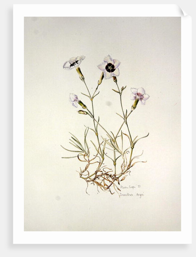 Dianthus 'Argus', 1997 by Alison Cooper