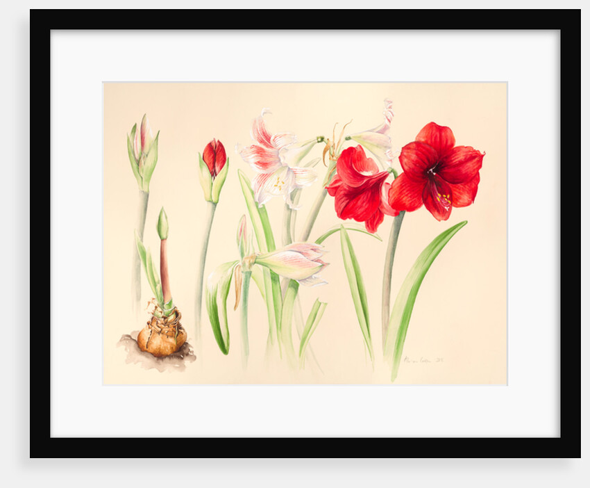 Hippeastrums in January, 2016 by Alison Cooper