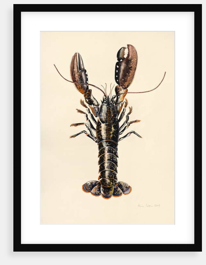 Lobster from Solva, 2014 by Alison Cooper