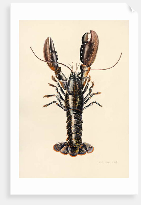Lobster from Solva, 2014 by Alison Cooper