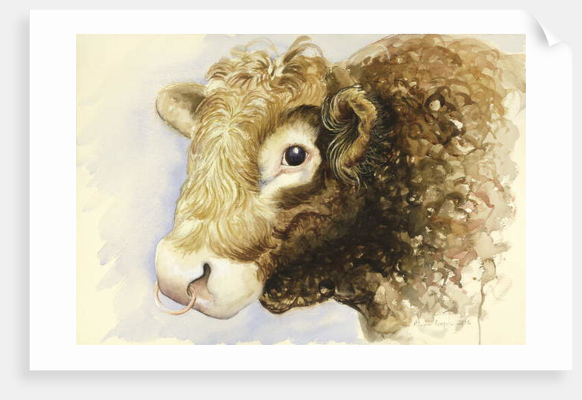 Adam the Bull, 2016 by Alison Cooper