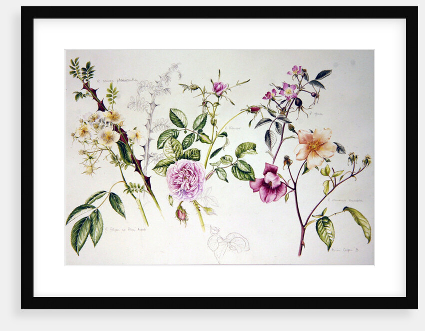 Various Roses, 1999 by Alison Cooper