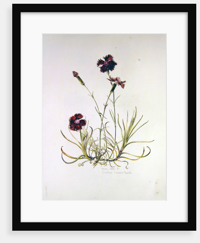 Dianthus Caesar's Mantle, 1997 by Alison Cooper