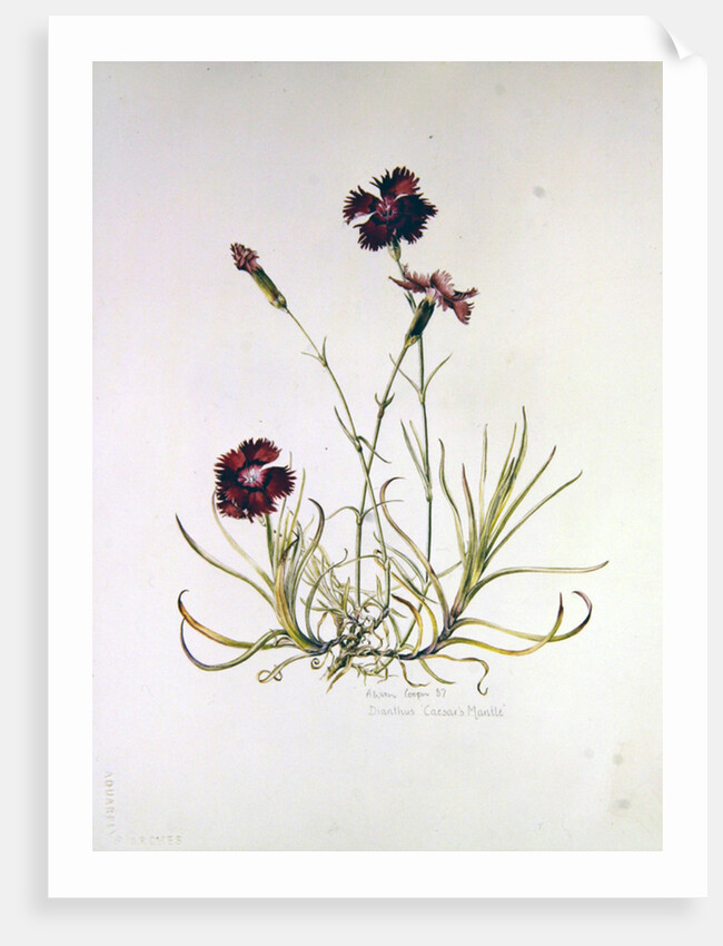 Dianthus Caesar's Mantle, 1997 by Alison Cooper