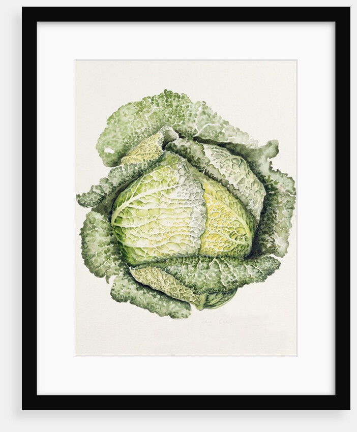 Savoy Cabbage, 1992 by Alison Cooper