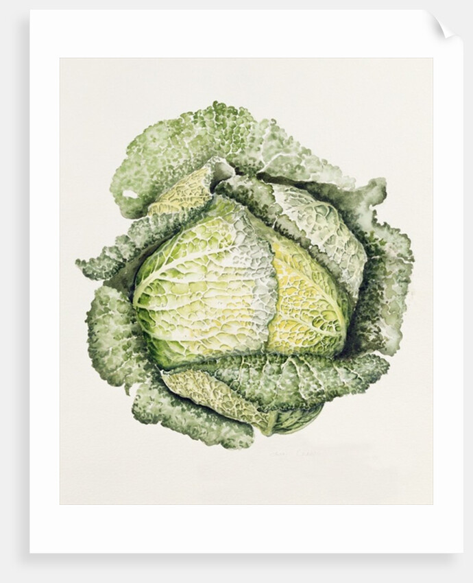 Savoy Cabbage, 1992 by Alison Cooper