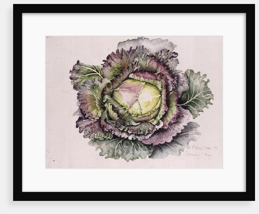 January King Cabbage, 1992 by Alison Cooper