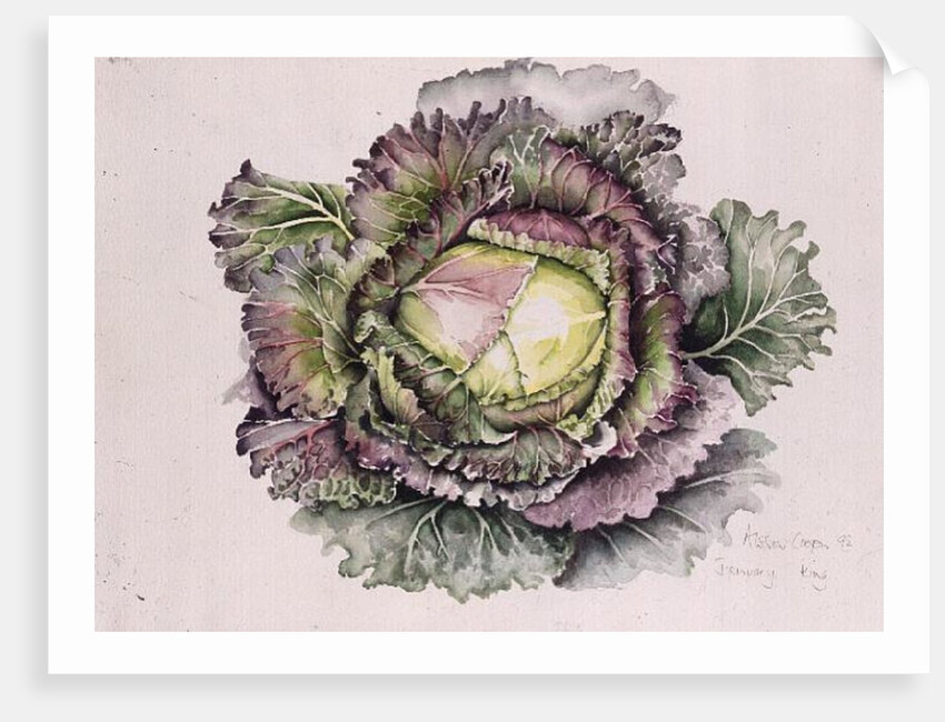 January King Cabbage, 1992 by Alison Cooper