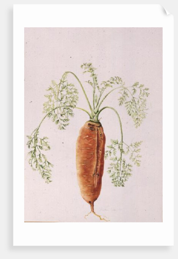 Carrot from my Garden, 1994 by Alison Cooper