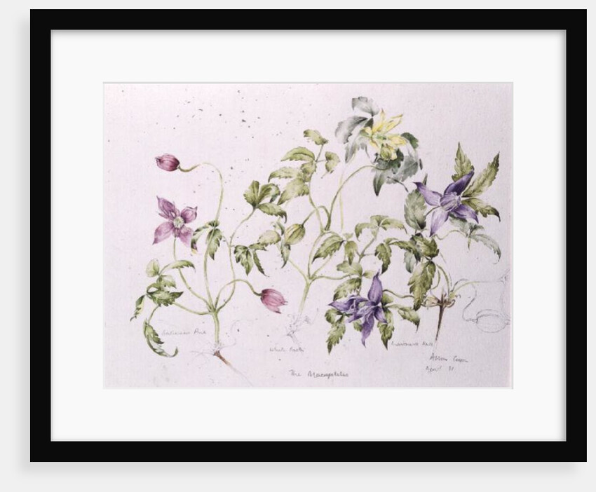 The Macropetalas, 1991 by Alison Cooper