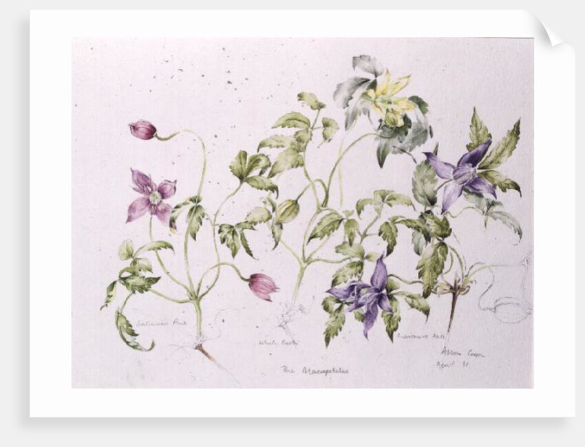 The Macropetalas, 1991 by Alison Cooper