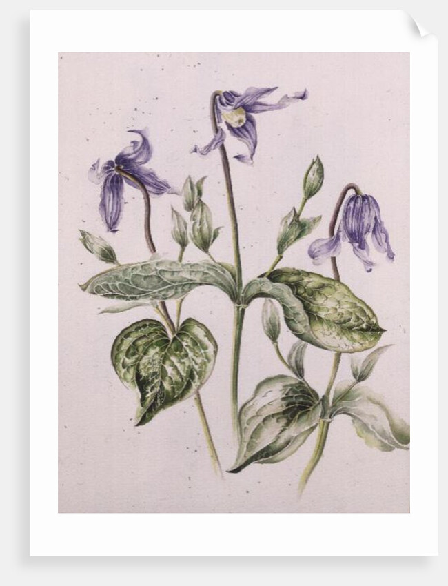 Clematis Integrifolia by Alison Cooper