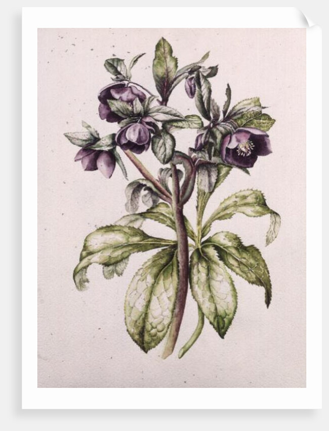 Helleborus Orientalis from Helen Ballard by Alison Cooper