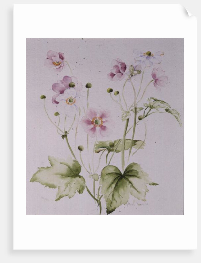 Hellebores, 1990 by Alison Cooper