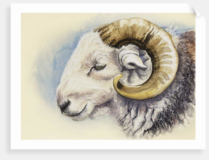 A Herdwick Ram, 2018 by Alison Cooper