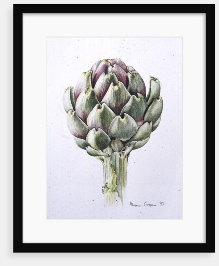 Artichoke Study, 1993 by Alison Cooper