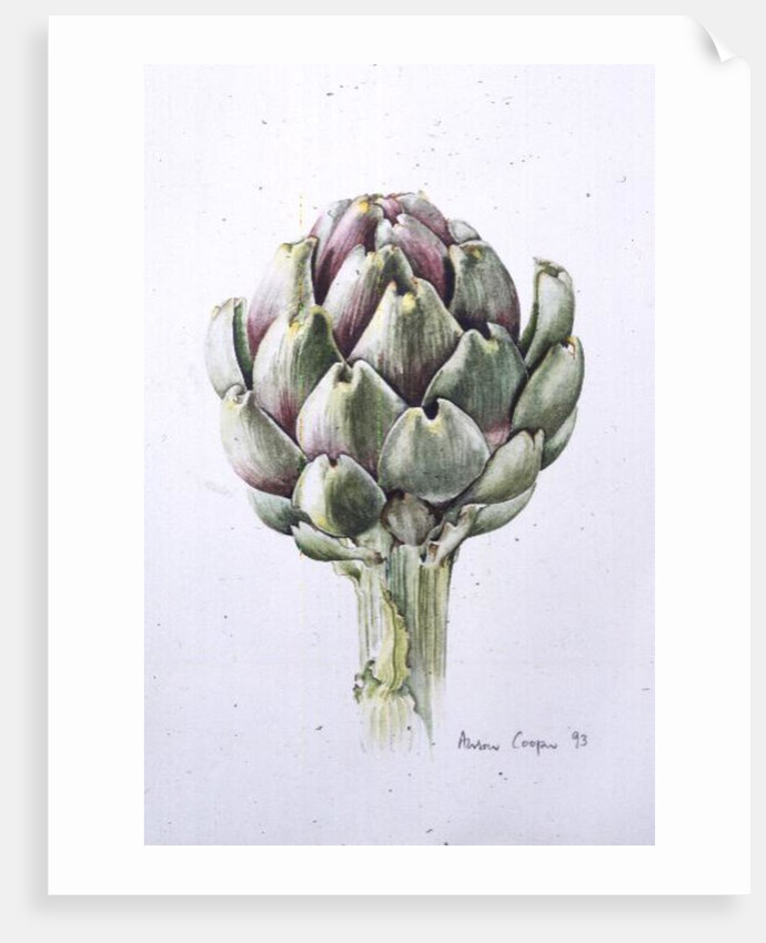 Artichoke Study, 1993 by Alison Cooper