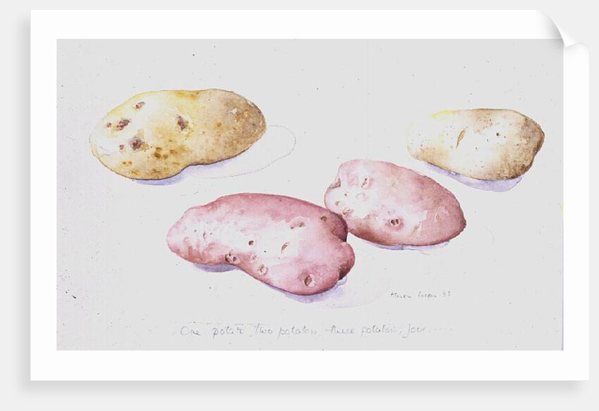 Potato Study, 1993 by Alison Cooper