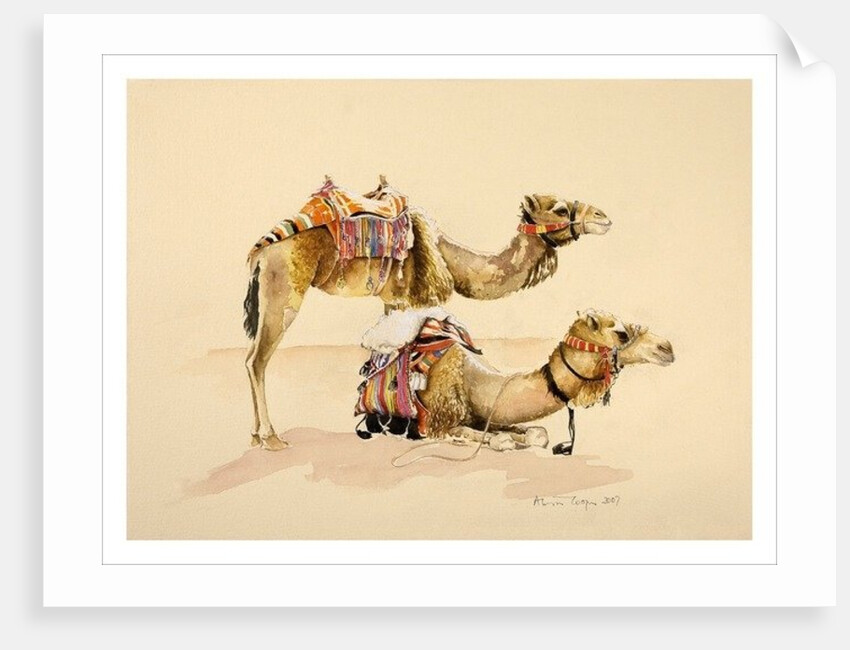 Camels from Petra, 2007 by Alison Cooper