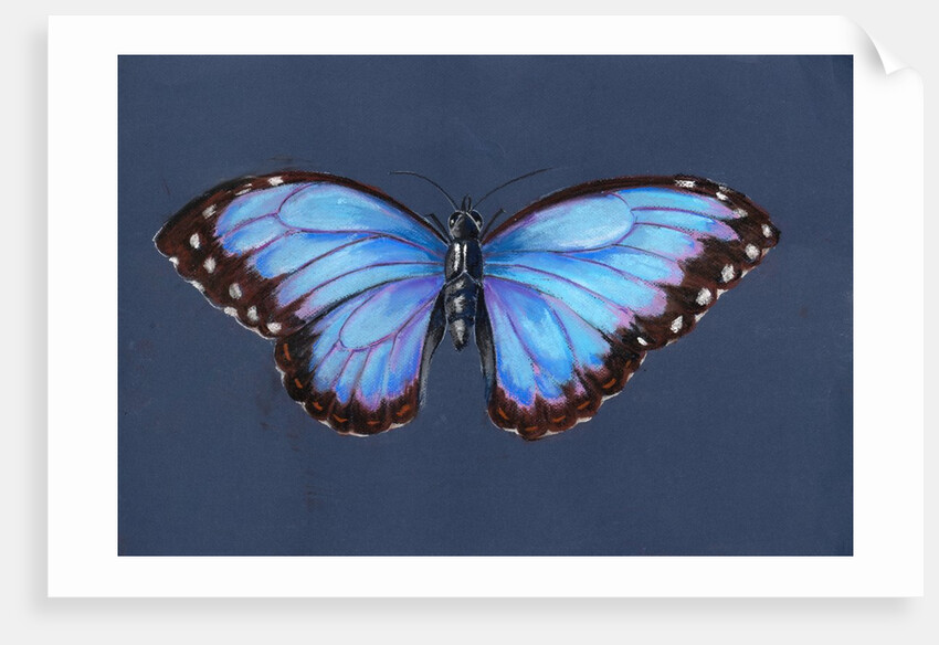 Blue Morpho Butterfly, 2019 by Alison Cooper