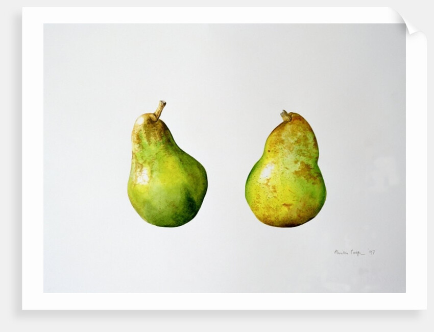 A Pair of Pears, 1997 by Alison Cooper