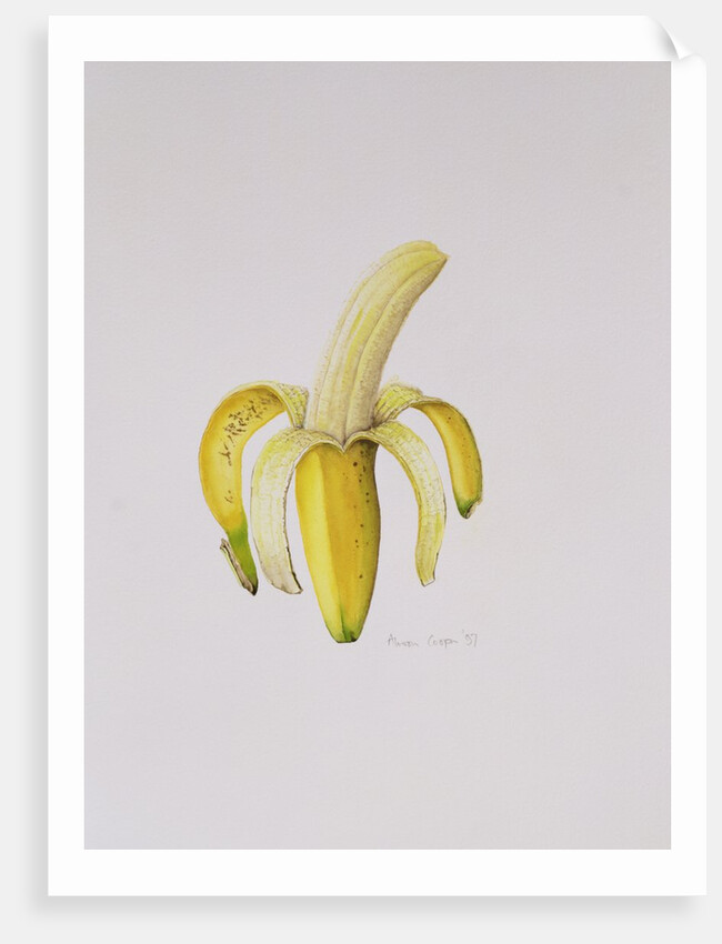 A Half-peeled Banana, 1997 by Alison Cooper