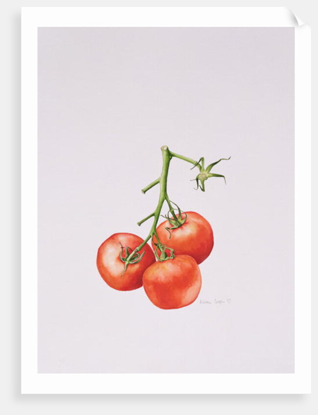 Three Tomatoes on the Vine, 1997 by Alison Cooper