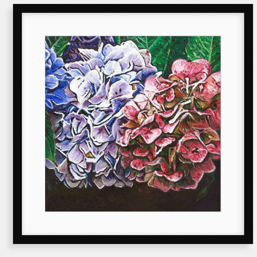 Hydrangeas, 2010 by Helen White