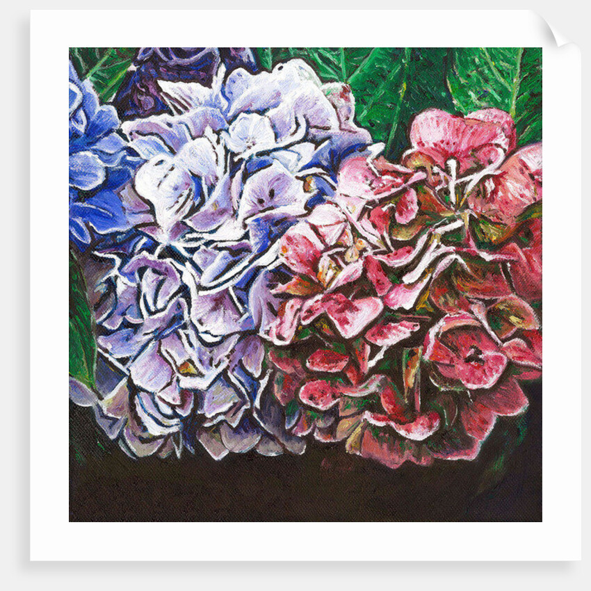 Hydrangeas, 2010 by Helen White