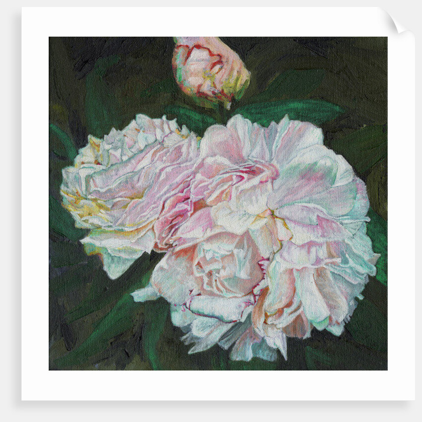 First Blooms, 2012 by Helen White