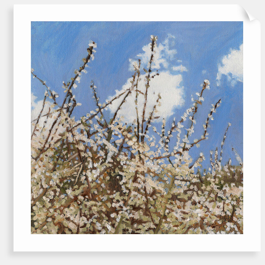 Mayflower, 2012 by Helen White