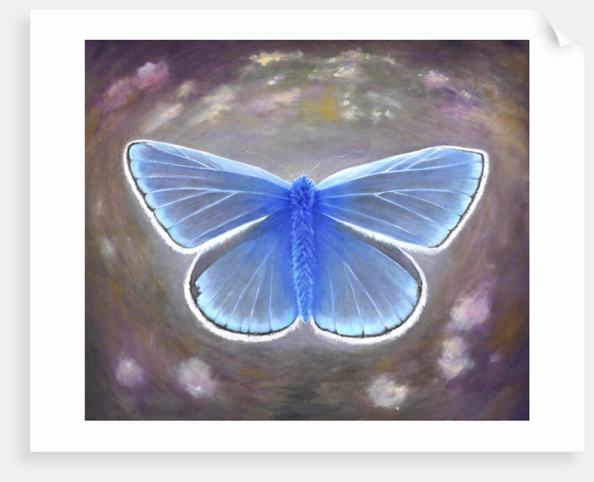 Uncommon Blue, 2015 by Helen White