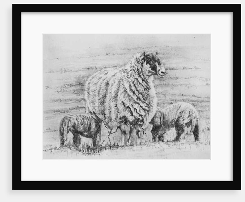 Proud Ewe, 2012 by Helen White
