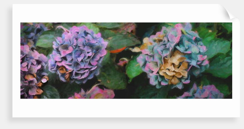 Hydrangeas, 2018 by Helen White
