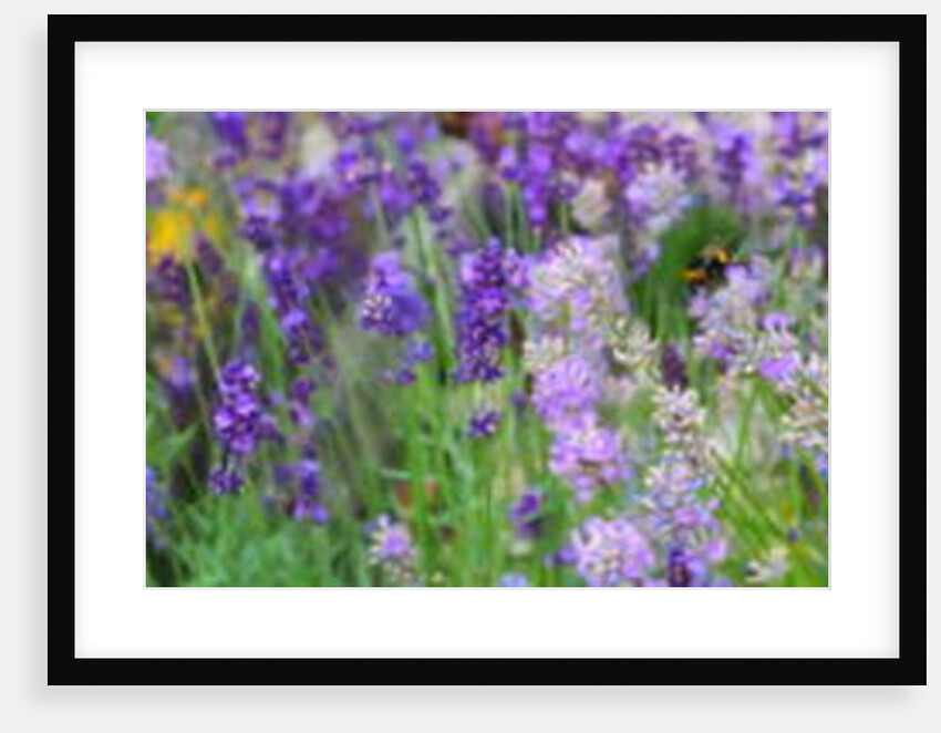 Lavender Field, 2018 by Helen White