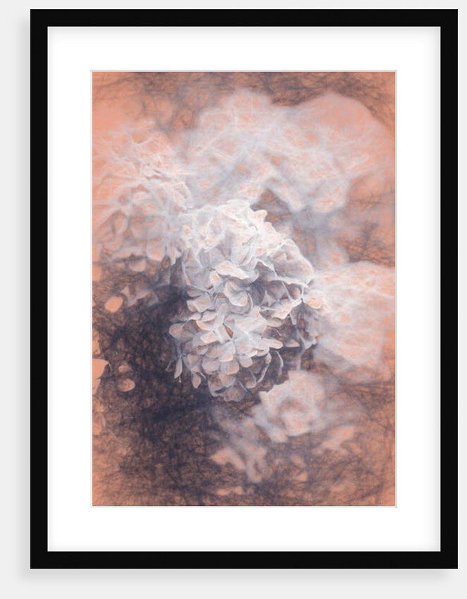 Pastel Hyrangeas, 2018 by Helen White